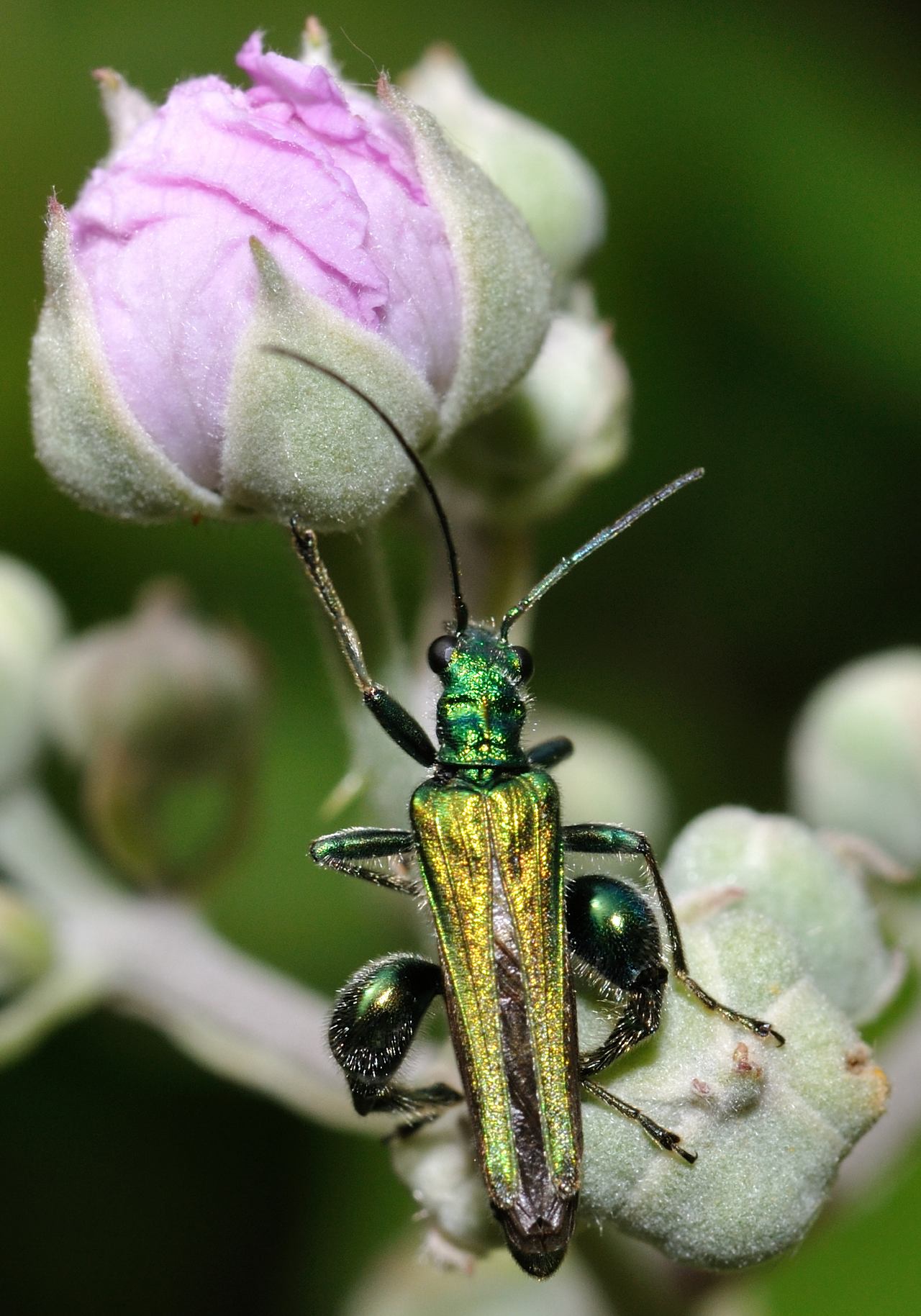 Conferma per Oedemera flavipes maschio